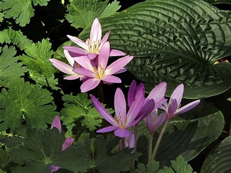 Colchicum autumnale (autumn-crocus): Go Botany