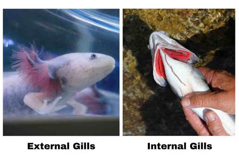 Fish Gill: Types, Structure And Function - Fish Article