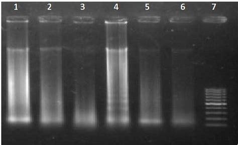 DNA extracted from different species of animals and bird. Lanes 1 to 6 ...