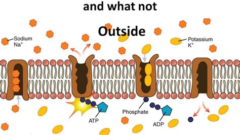 Osmosis Through Cell Membrane