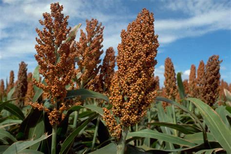 Health Benefits Of Sorghum