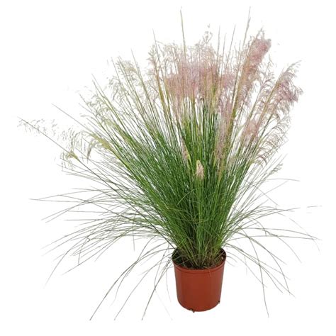 Muhly Grass | 3 Gallon | Tropical Plants of Florida