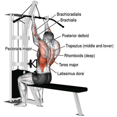 Plate Loaded Lat Pulldown - Exercise How-to - Workout Trainer by Skimble