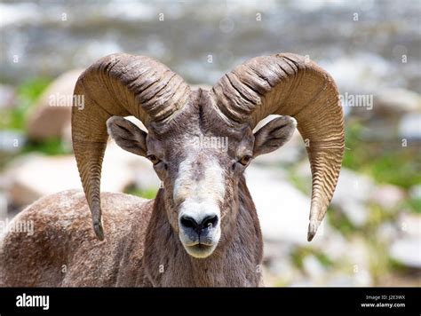 Colorado Bighorn Sheep Stock Photo - Alamy