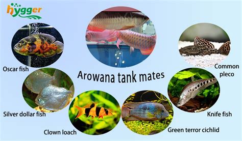 What are the Best Arowana Tank Mates - hygger