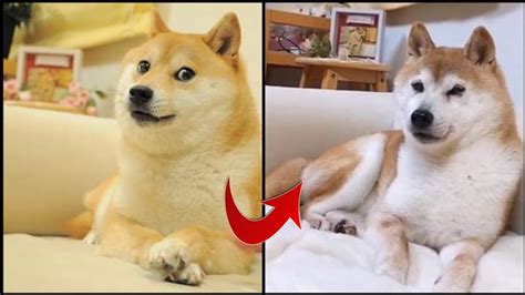 Doge Coin Dog / What Is Dogecoin The Ultimate Doge Crypto Guide 2020 ...