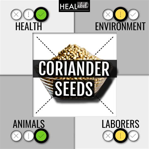 Coriander Seed Benefits + Side Effects