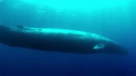 Stunning High Definition Underwater Footage of the Blue Whale - YouTube