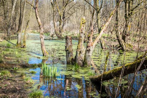 Free Images : tree, water, forest, marsh, wetlands, wilderness, branch ...