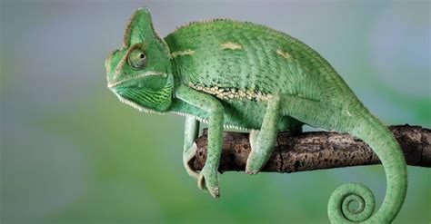 What Do Veiled Chameleons Eat? 7 of their Favorite Foods - A-Z Animals