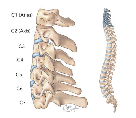 Spine Anatomy - Goodman Campbell