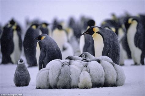 Adorable Emperor Baby Penguins Cuddling Together