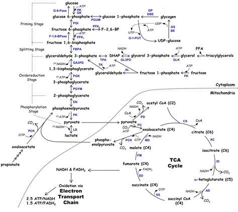 Carbohydrate Metabolism Regulation Diagram | Quizlet