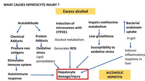 Alcoholic liver disease: Types & Pathogenesis - Pathology Made Simple