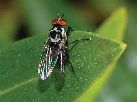 Anthomyiid fly | Parasitic, Plant-Feeding, Larvae | Britannica