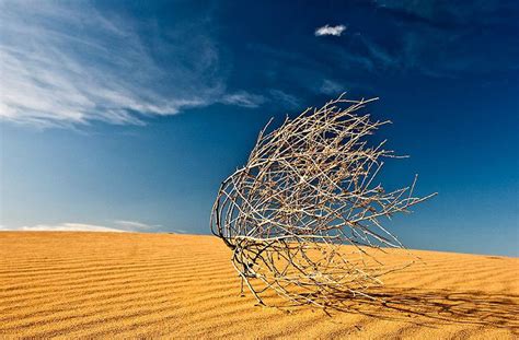 Gobi Desert Plants