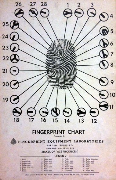 Draplin Design Co.: Fingerprint Chart Wonders | Forensic anthropology ...