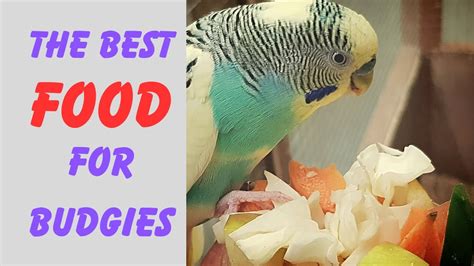 Boost Your Budgie's Health with the Perfect Diet | Complete Bird ...