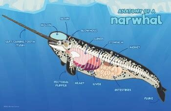 Anatomy of a Narwhal, Homeschooling, Diagram, Zoology by Little Red Wren