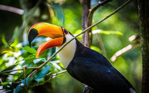 Download Bird Animal Toucan 4k Ultra HD Wallpaper