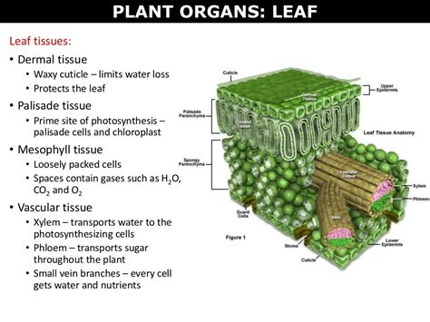 07 plant cells, tissues and organs