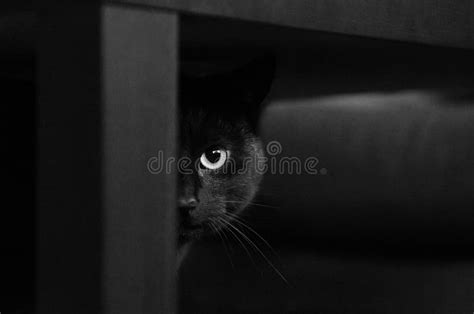 Black Cat Hiding Under Table Stock Image - Image of european, view ...