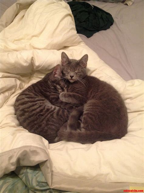 Just My Two Cats Cuddling Each Other. | Cute cats HQ - Pictures of cute ...