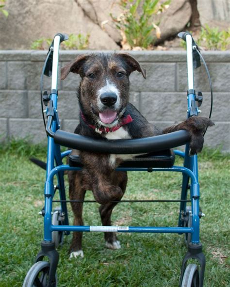 30+ Diy Dog Wheelchair Harness Inspirations - DIY Decoration Trends