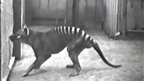 10 Rare Videos of Extinct Animals - YouTube