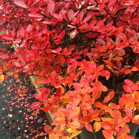 Red Leaf Barberry (Berberis thunbergii 'Atropurpurea')