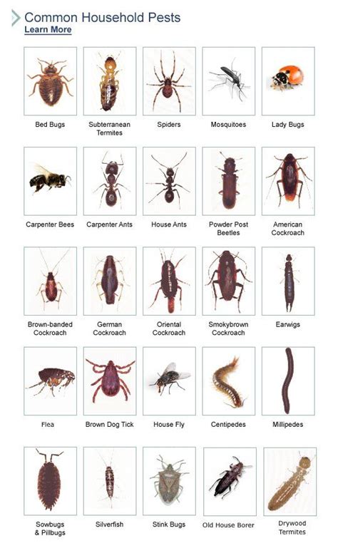 Pest chart some of these.. not pests Lady bird beetles are quite ...