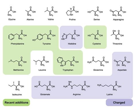 [DIAGRAM] Diagram Amino Acid - MYDIAGRAM.ONLINE