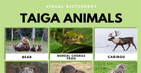 Taiga Animals | List of Taiga Animals with Interesting Facts • 7ESL