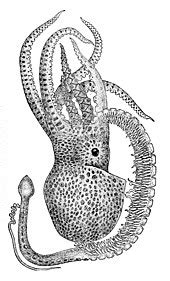 문어 - Octopus - Wikipedia