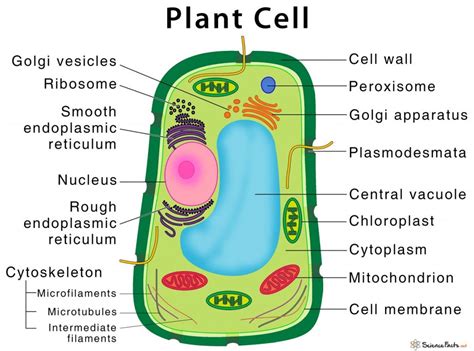 Cell Division - Definition, Types, Steps, and Diagram