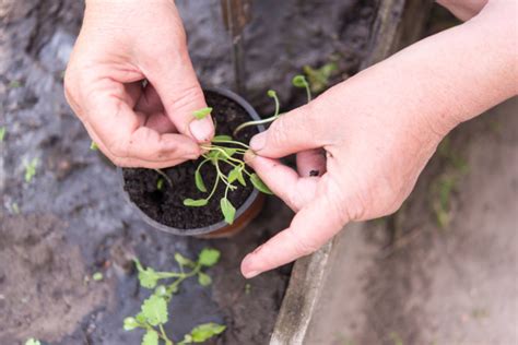 How to Grow Massive Sage Plants From Seed or Cuttings