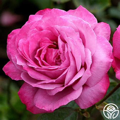 Heirloom Rose - Hybrid Tea - Exceptionally Fragrant – Heirloom Roses