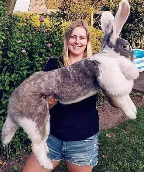 Flemish Giant Rabbit 🐰🐇 Considered to be the largest breed of the ...