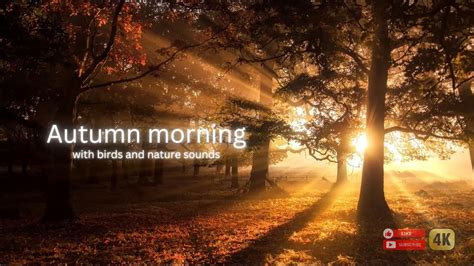 Autumn morning in the forest | Healing nature sounds for meditation and ...