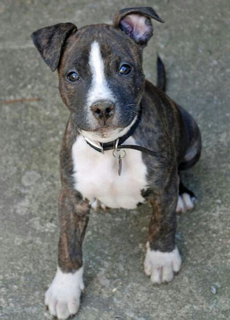 Bull terrier pitbull mix... dog # 2! | Cute dogs, Pitbull mix puppies ...