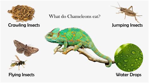 What do Chameleons eat? | Feeding Nature