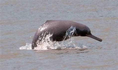 Conserving the endangered Indus River Dolphin - Wildlife Conservation