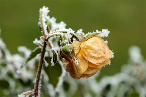 How to keep roses alive in winter? - Plantura