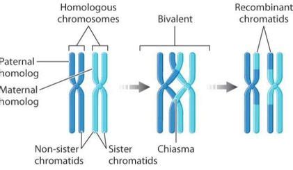 Topic 3.3: Meiosis - AMAZING WORLD OF SCIENCE WITH MR. GREEN