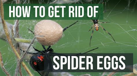 Spider Egg Control: How To Get Rid of Spider Eggs