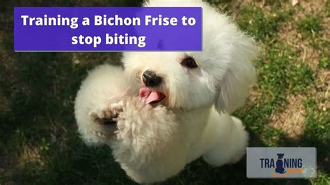 How to train a Bichon Frise to stop biting - Training buster