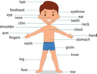 Anatomy Clipart-diagram of male child boy front body parts human ...