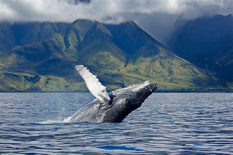 Whale Watching Season - hawaiinuibrewing