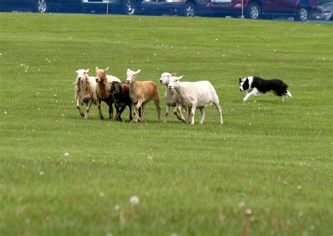 Border Collie Sheep Herding Demonstration - The Dog Bowl