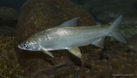 Freshwater Whitefish - Types | Size | Profile | Facts | Catch - SeaFish